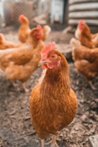Ayam joper segar dari Shinori Jogja